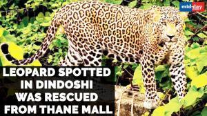 Leopard spotted in Dindoshi was rescued from Thane mall