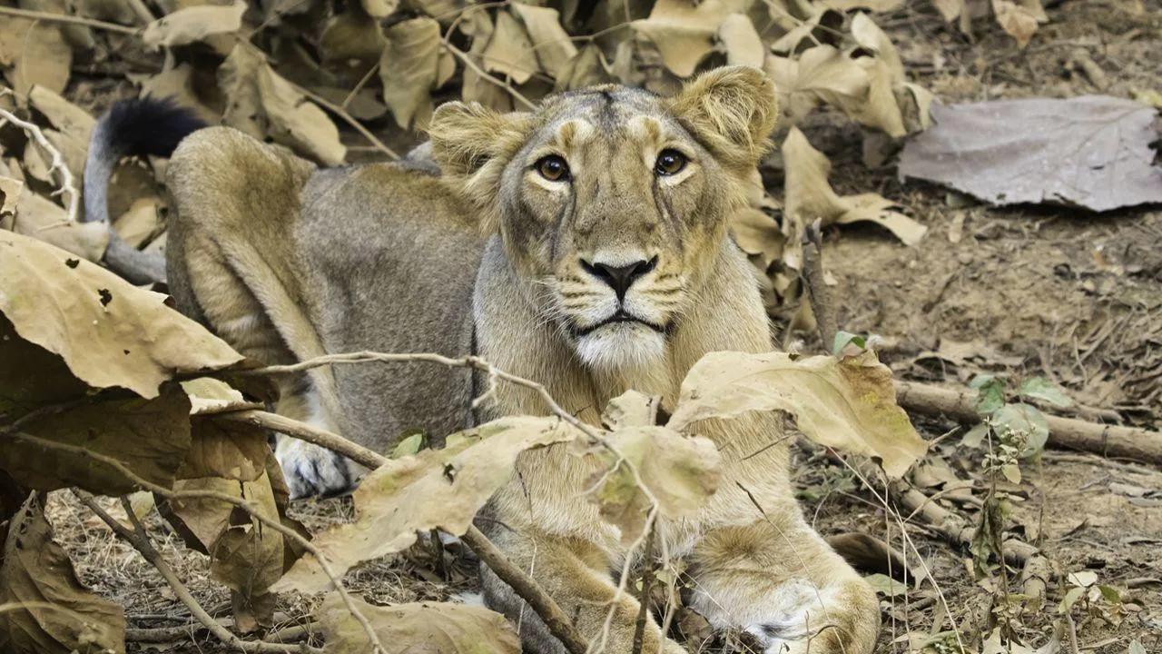 12-year-old lion falls prey to Covid-19 in Chennai zoo