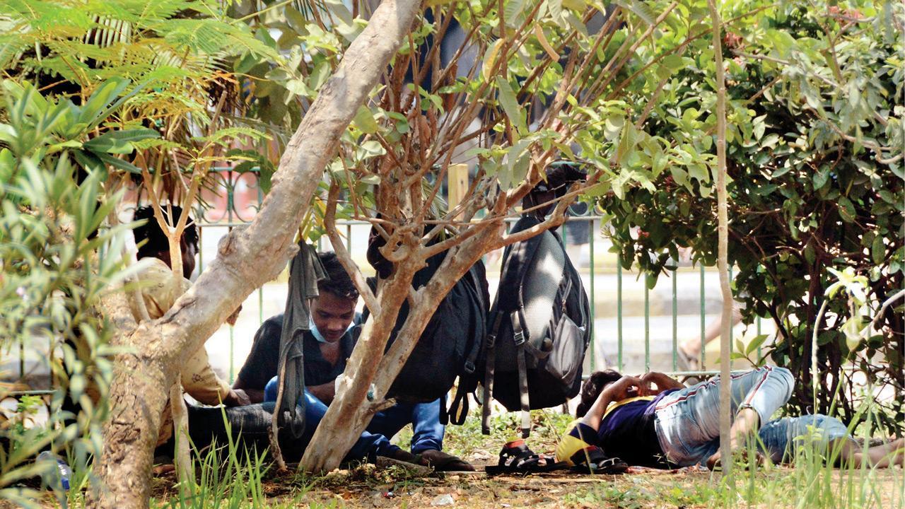 Mumbai appoints tree surgeon to protect vulnerable trees from falling