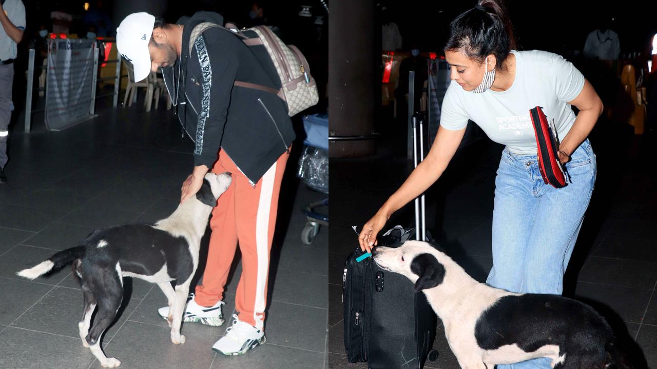 Rahul Vaidya and Shweta Tiwari got a warm welcome from a cute stray dog at the airport. The pet-friendly actors were snapped showing some love to the pooch.
