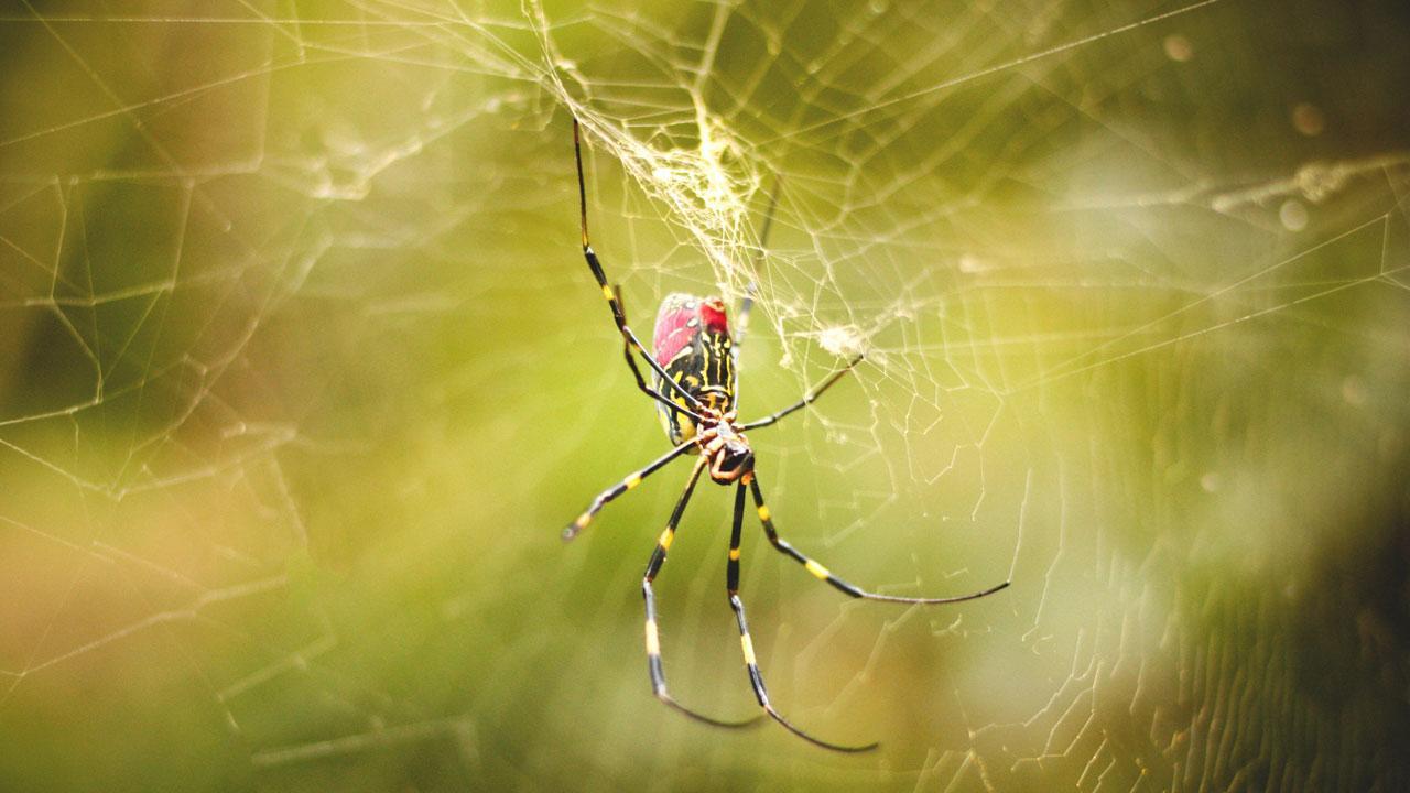 Mumbai: New spider species named after 26/11 martyr who caught Kasab