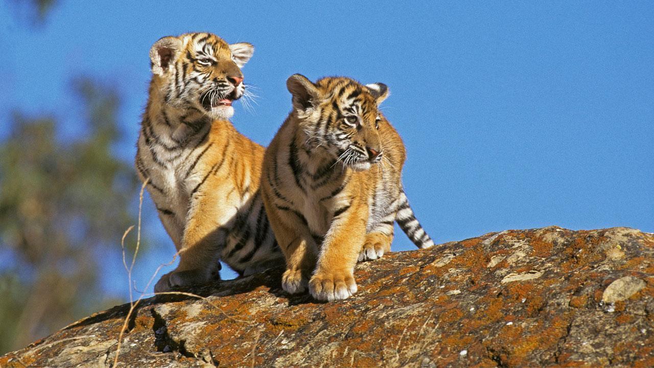 Maharashtra: Pench tiger reserve, UPKS open for day safaris