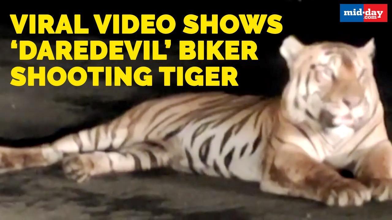 Viral video shows ‘daredevil’ biker shooting tiger; conservationists fume