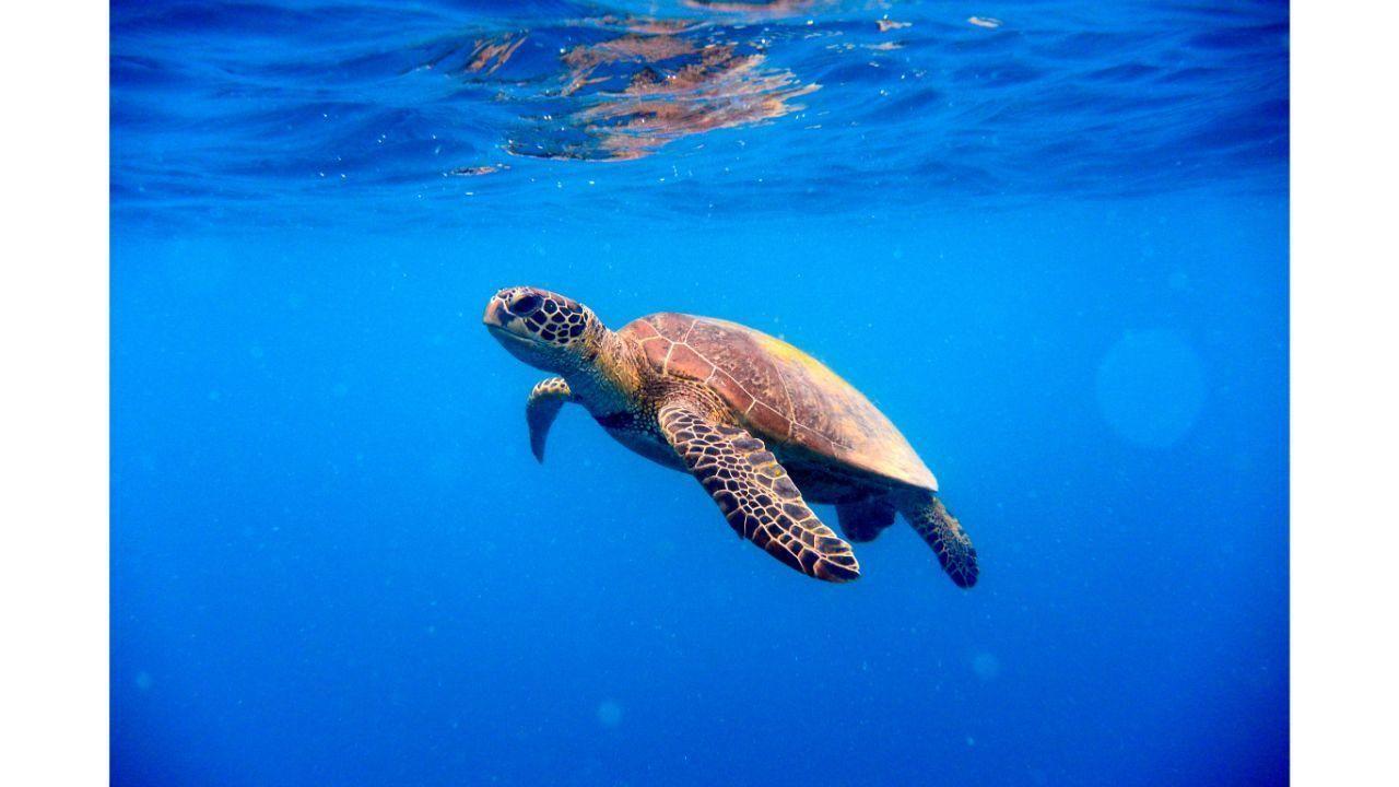 Maharashtra: Rare 22 kg turtle spotted in Nagpur colony; rescued