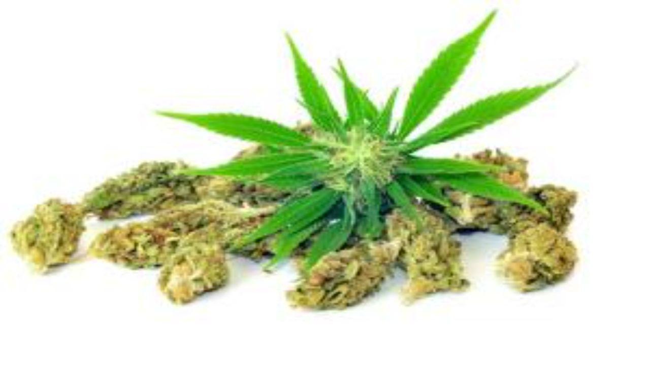 Mumbai Crime: NCB sniffs out new trend of consuming 'edible weeds' in cakes after raiding Malad bakery; 3 held