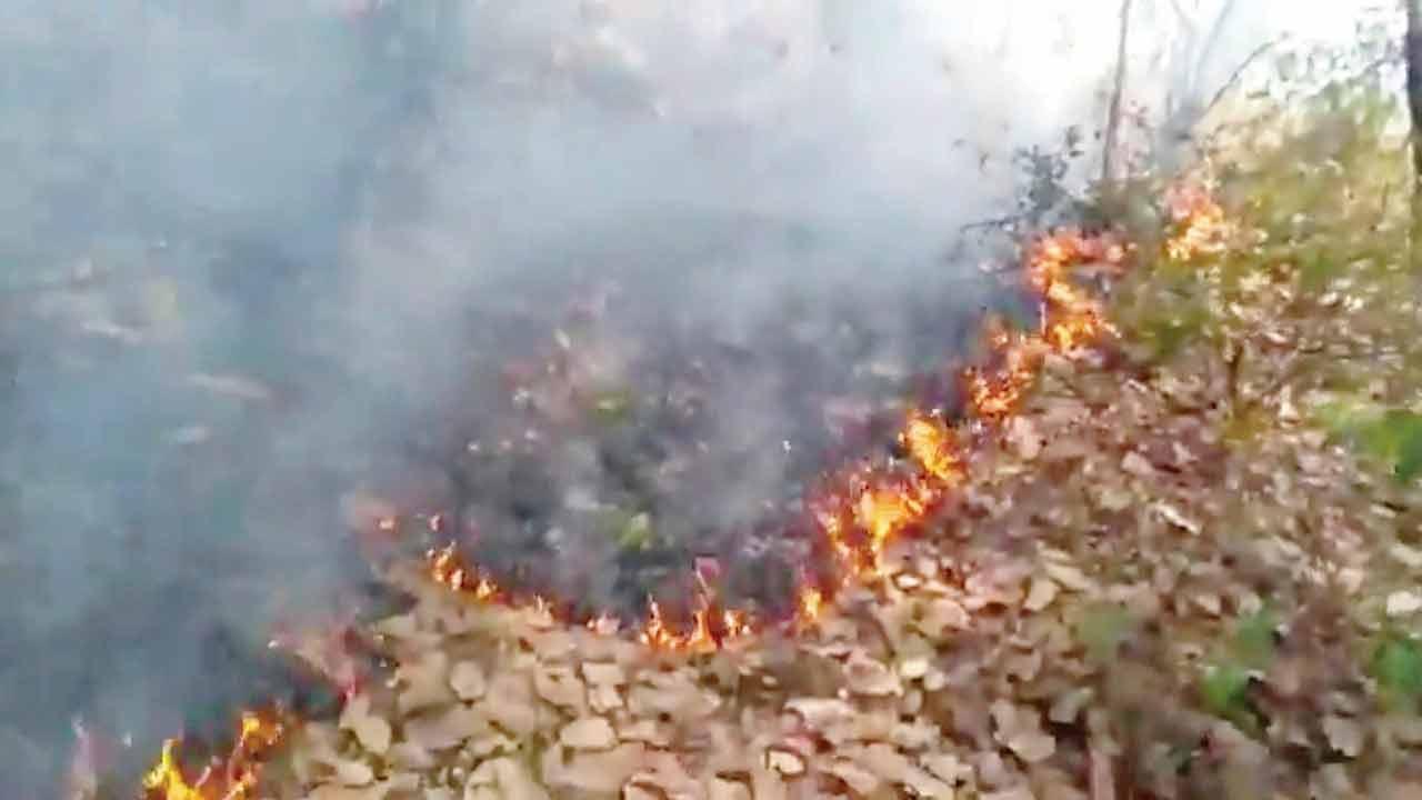 Mumbai: Activists vent ire on Aarey boss over ‘deliberate’ forest fires