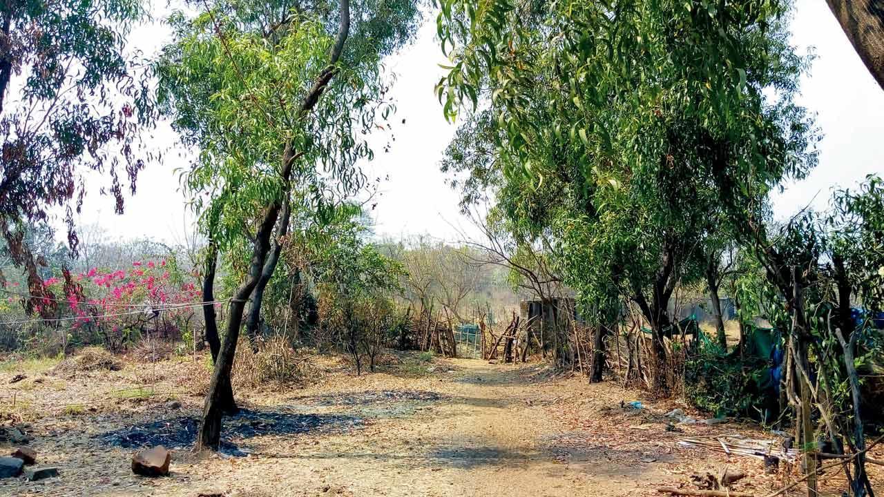 Aarey of colours