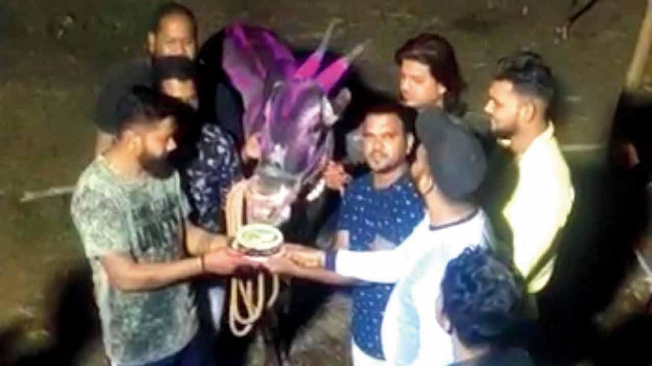 Mumbai Crime: Throwing a birthday party for his bull lands man in trouble