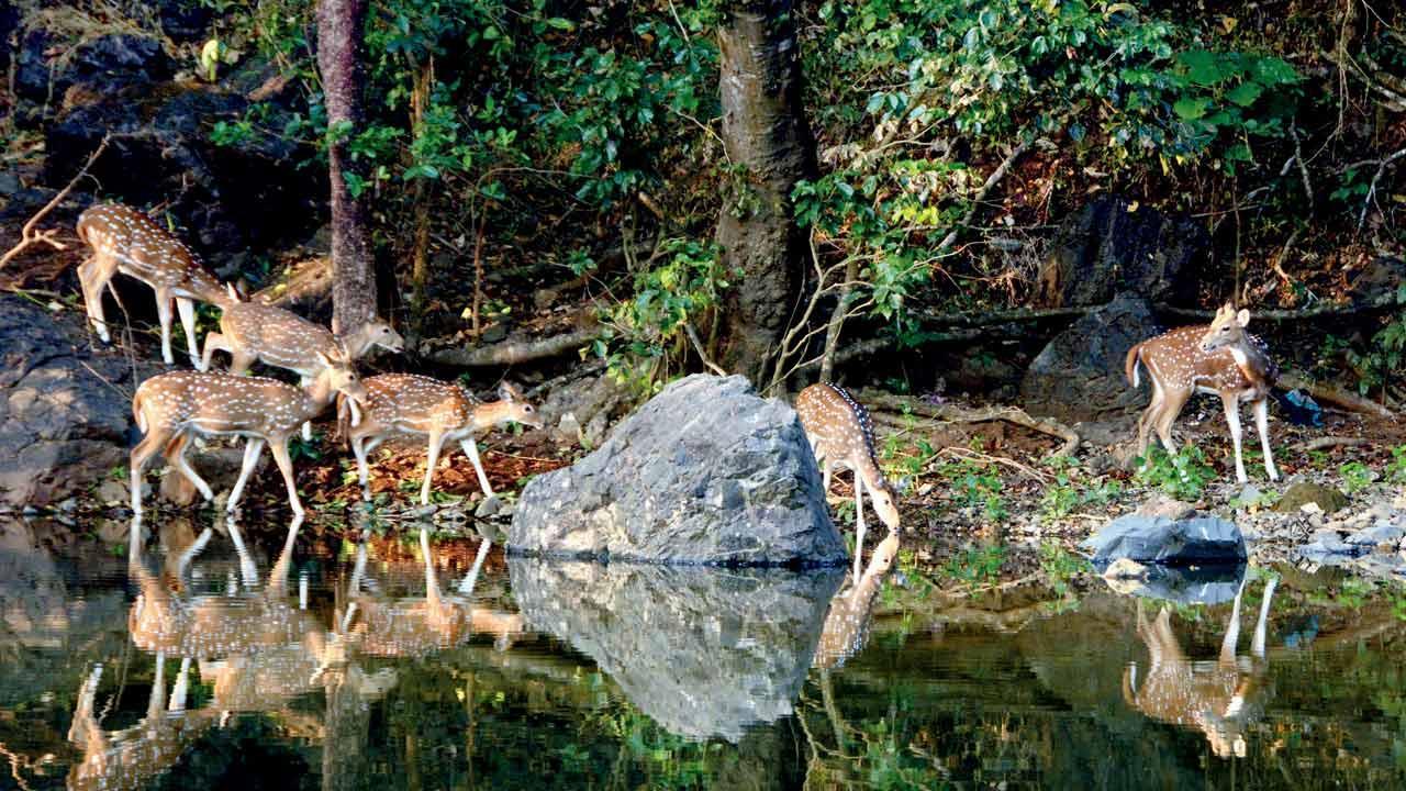 Mumbai Diary: Wednesday Dossier
