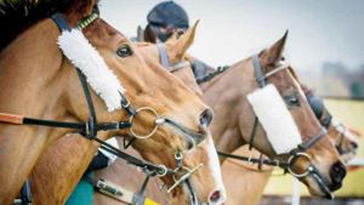 Bihar: Owner throws lavish party on horse's birthday, cuts 50-pound cake