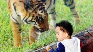 Mumbai: Absence of tigress Karishma from display at zoo gives rise to rumours 