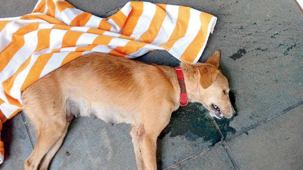 10 dogs in 16 days: Spree killer at large in Alibaug village?