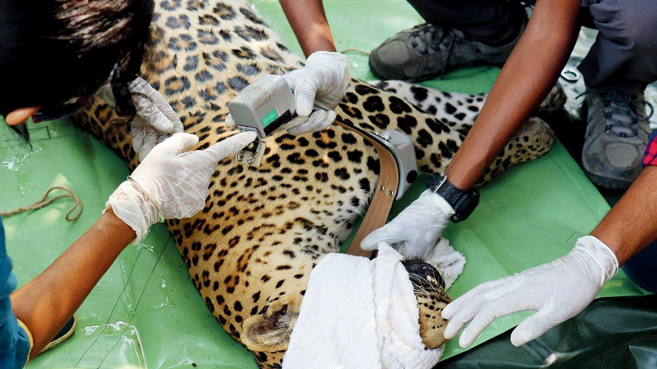 Maharashtra: Forest Department rescues leopard hit by moving vehicle in Nashik