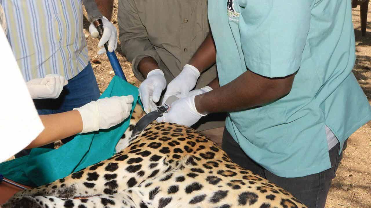 Sugarcane field leopards of Junnar radio-collared