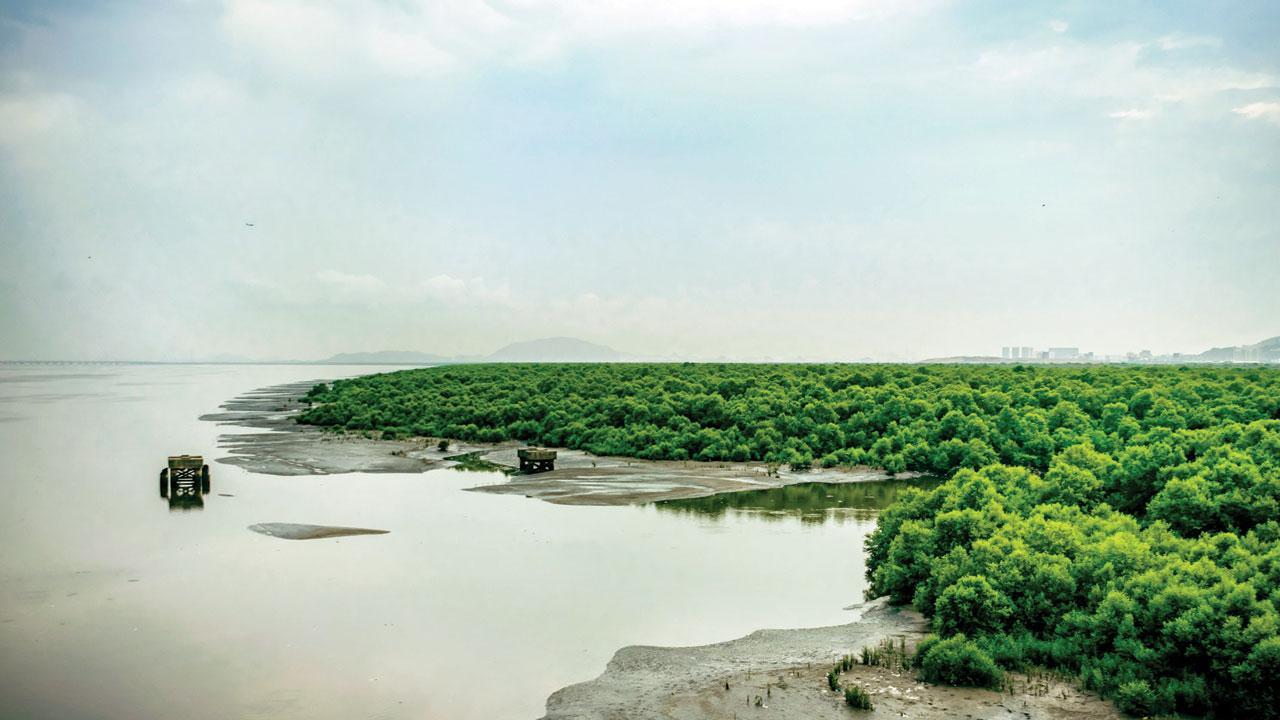 Power-hungry Mumbai needs 71 hectares of mangrove land for transmission lines