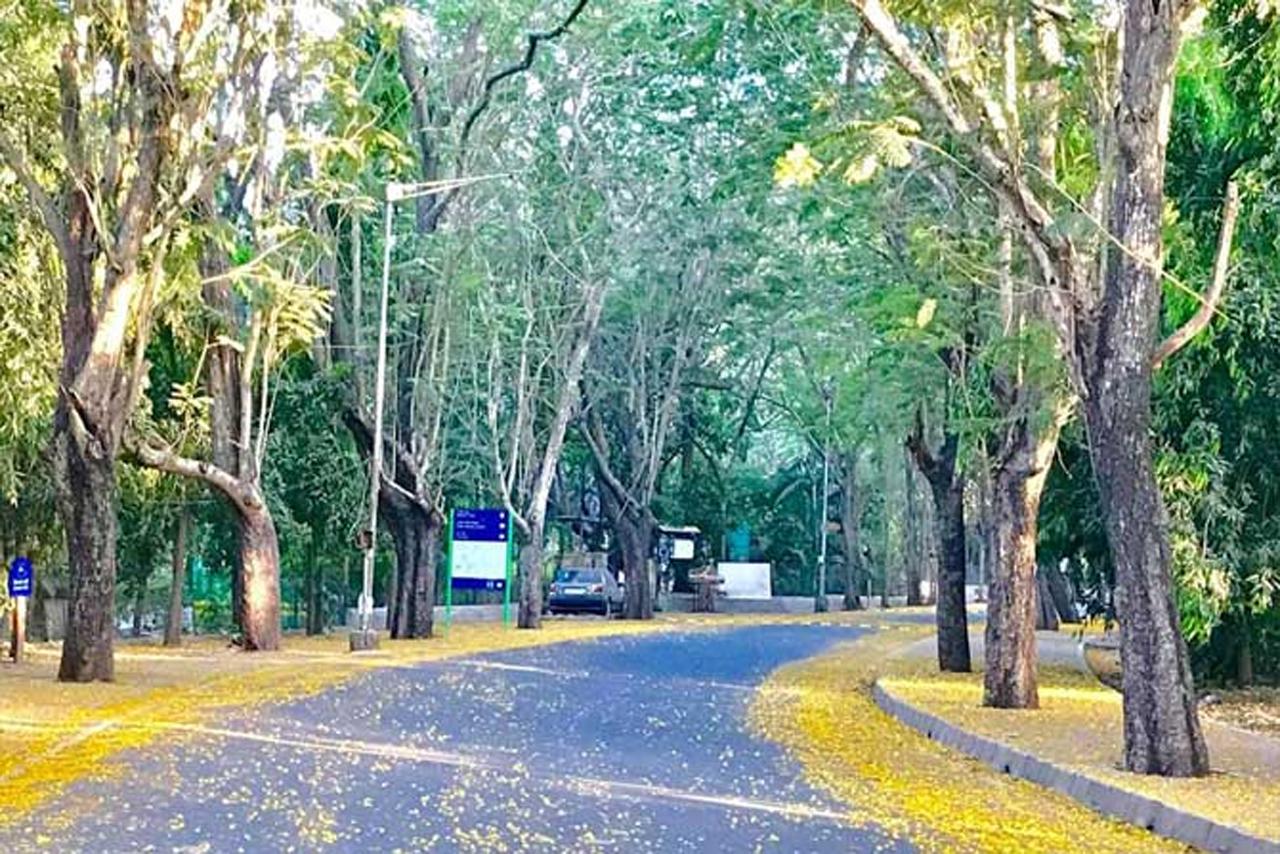 After the COVID-19 outbreak, the Sanjay Gandhi National Park (SGNP) also known as the Borivali National Park was closed down for visitors. During the lockdown, herds of spotted deer were often seen grazing and roaming freely at SGNP.