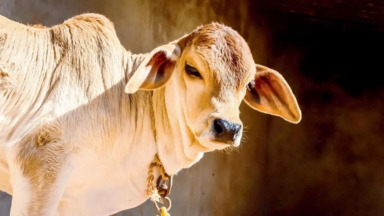Trying to sell cow online, Odisha youth loses Rs 1 lakh