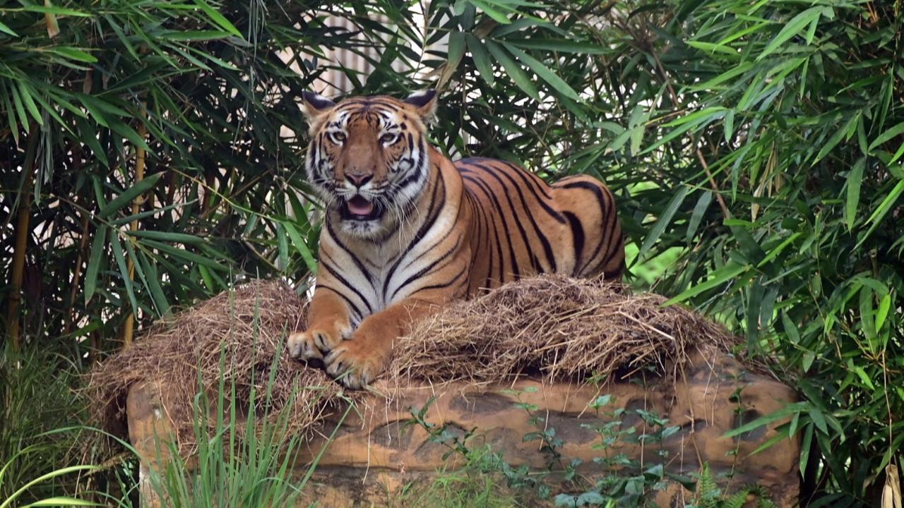 Maharashtra: Tiger seen in Guatala Autramghat Wildlife Sanctuary, a first after 1940