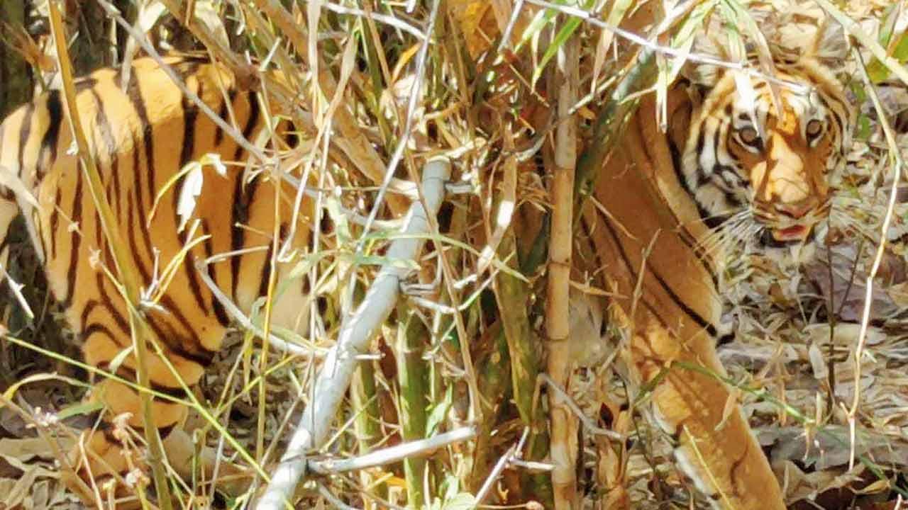 Rewilding failure as tigress Avni’s offspring dies after release