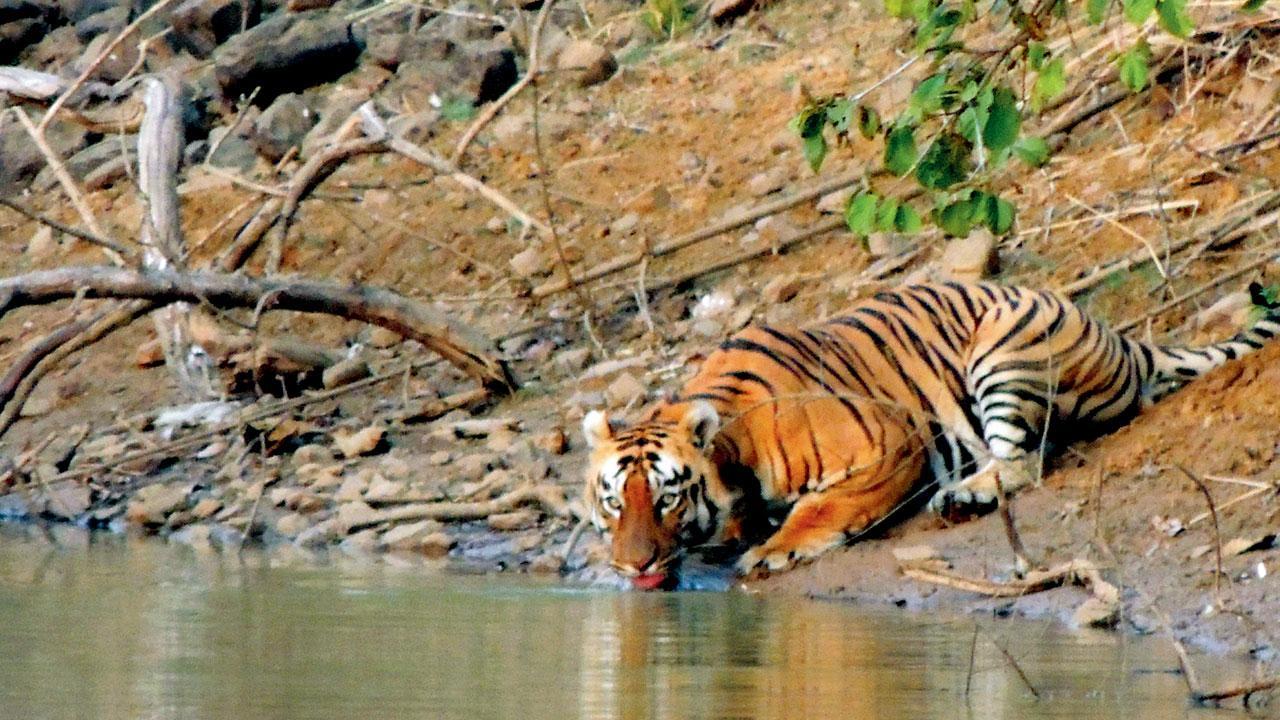 39 tigers killed in first 81 days of 2021, Maharashtra tops with 15 deaths
