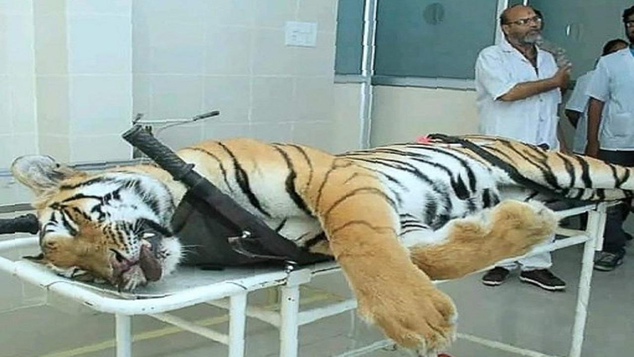 Female cub of tigress Avni released into wild after two years