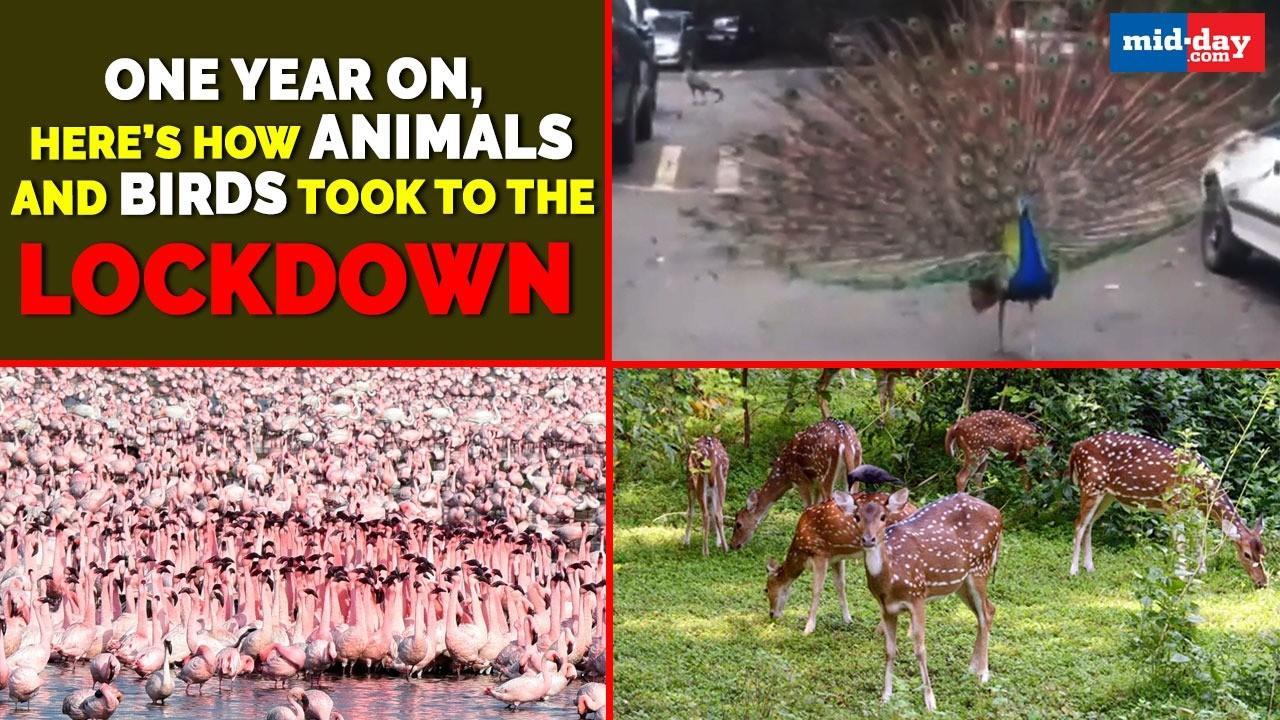 One year on, here’s how animals and birds took to the lockdown