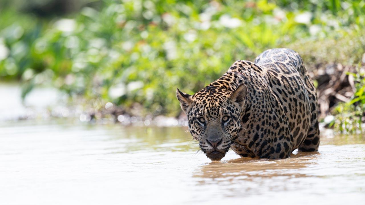 US scientists identify habitat to support 150 jaguars