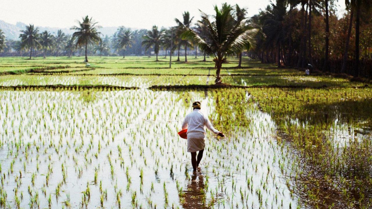 AI could play key role in India's growth in agriculture: Report