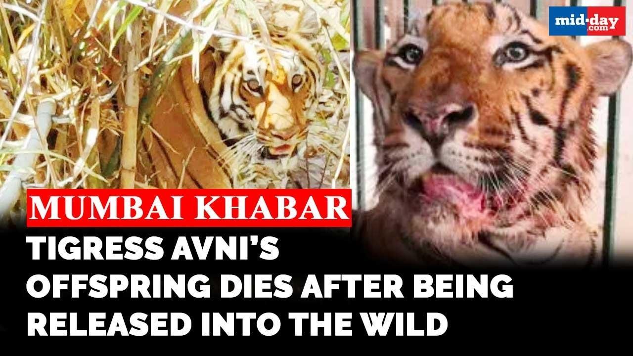 Mumbai Khabar: Tigress Avni’s offspring dies after being released into the wild