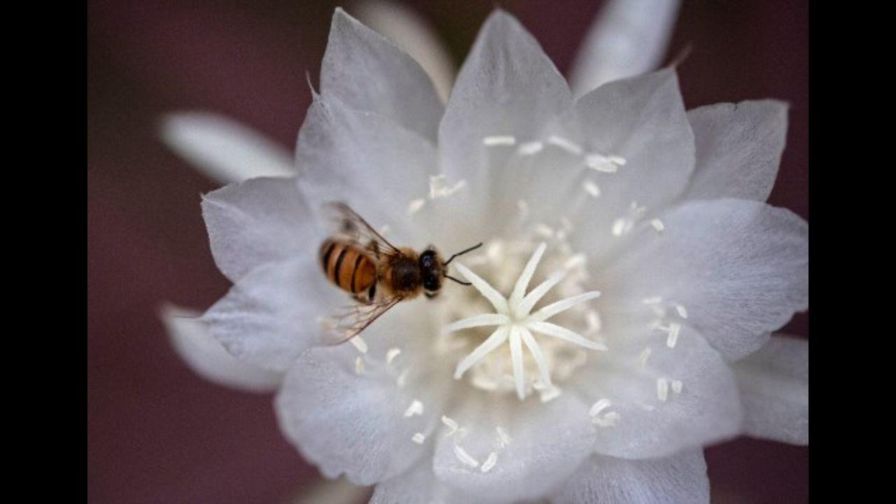 A bee sucks nectar from a Night-blooming jasmine (Cestrum nocturnum), one of its favorites, at the end of spring in San Salvador, on October 3, 2020. Drone-delivered soap bubbles could be used to pollinate flowers, something currently endangered due to the unprecedented decline in the bee population, according to a Japanese study.
Photo: AFP