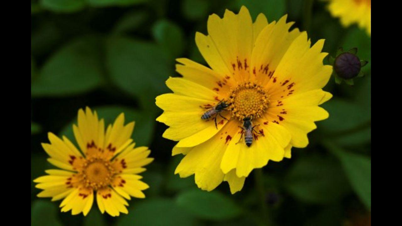 Honey bees sit on a flower on a cold winter day in New Delhi on January 9, 2021.
Photo: AFP