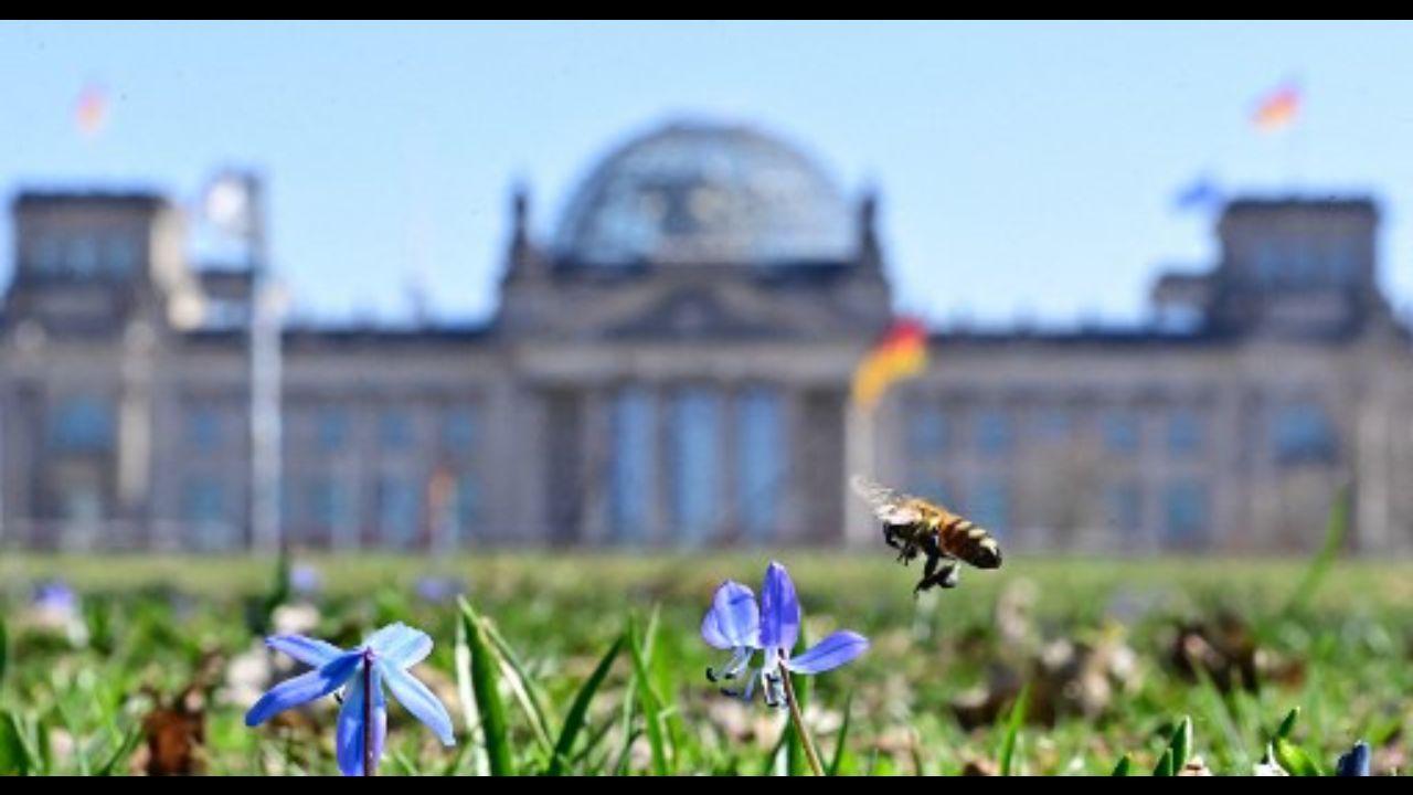 A bee hovers over a spring flower at the gardens in front of the Reichstag building, seat of the German lower house of parliament Bundestag, in Berlin on March 30, 2021.
Photo: AFP