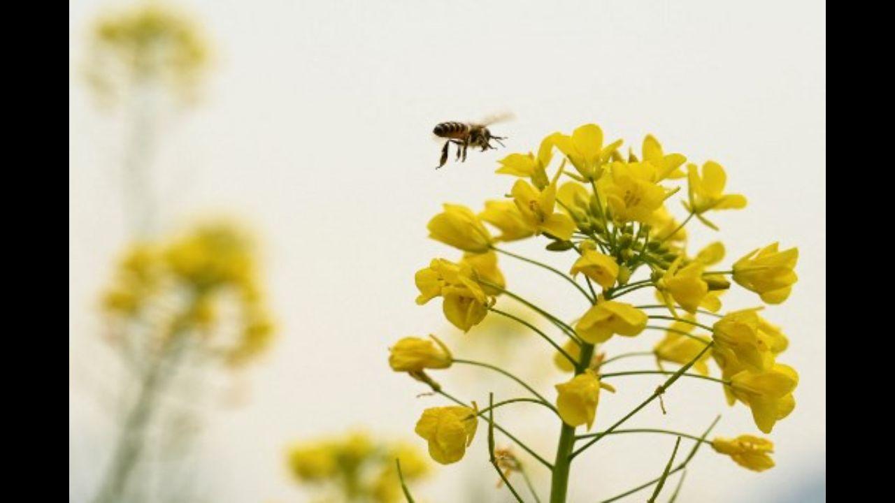 A honey bee collects nectar from mustard flowers on the outskirts of Srinagar on April 20, 2021. 
Photo: AFP