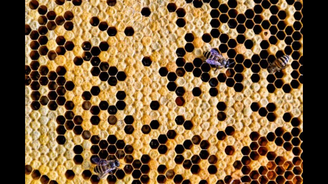 Rescued bees on a honeycomb in the parking lot of an apartment building in Kuala Lumpur on April 23, 2021 as a part of bee conservation efforts in Malaysia. MY Bee Savior Association is a group that saves bees and their nests when they are discovered in cities, seeking to prevent the creatures from being destroyed by those who view them as pests.
Photo: AFP