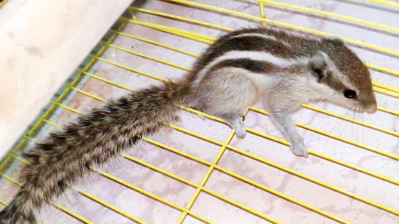 Mumbai: Cyclone Tauktae kept animal rescuers busy, too