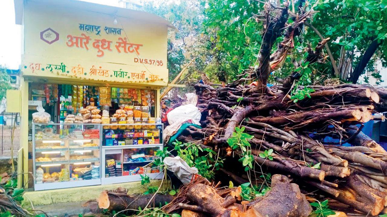 Mumbai: Falling banyan tree crushes Worli woman to death