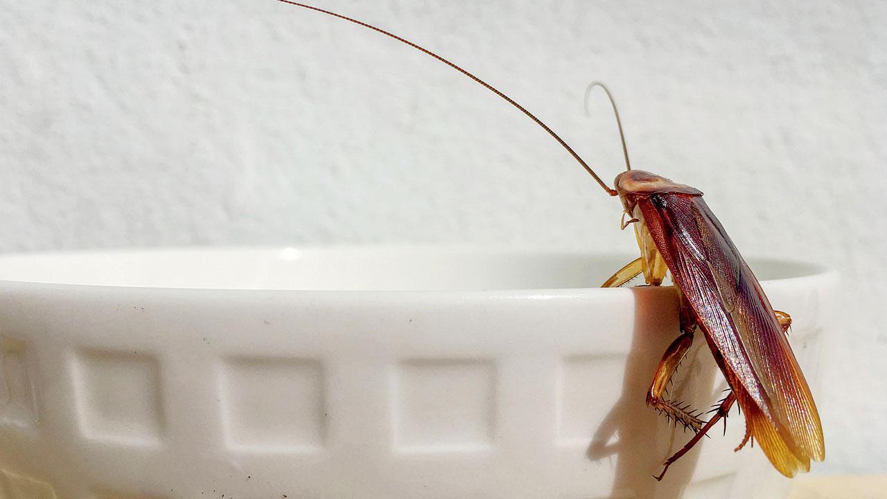 I’d rather come back as a cockroach