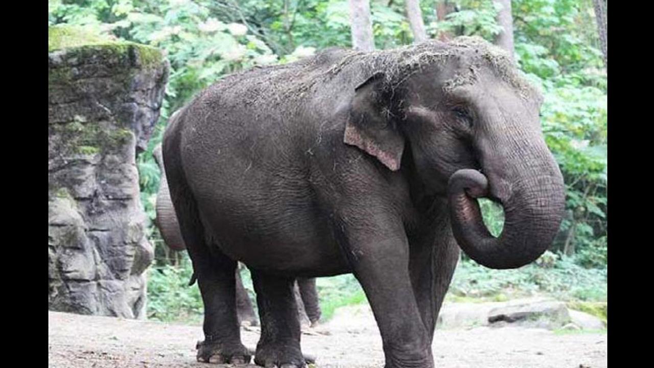 Assam minister orders probe into death of 18 elephants