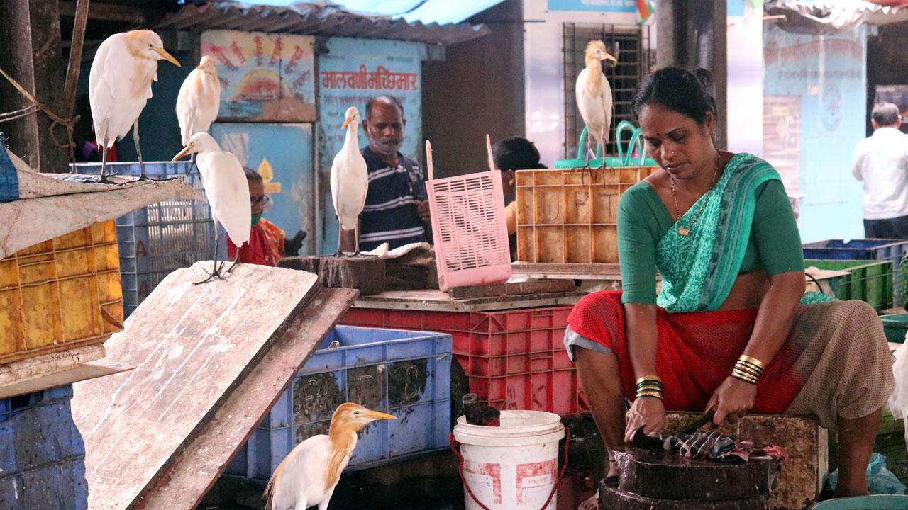 What's the price? A flock of egrets stare expectantly at a fish seller slicing her catch at the Malad fish market on Wednesday. Photo: Anurag Ahire