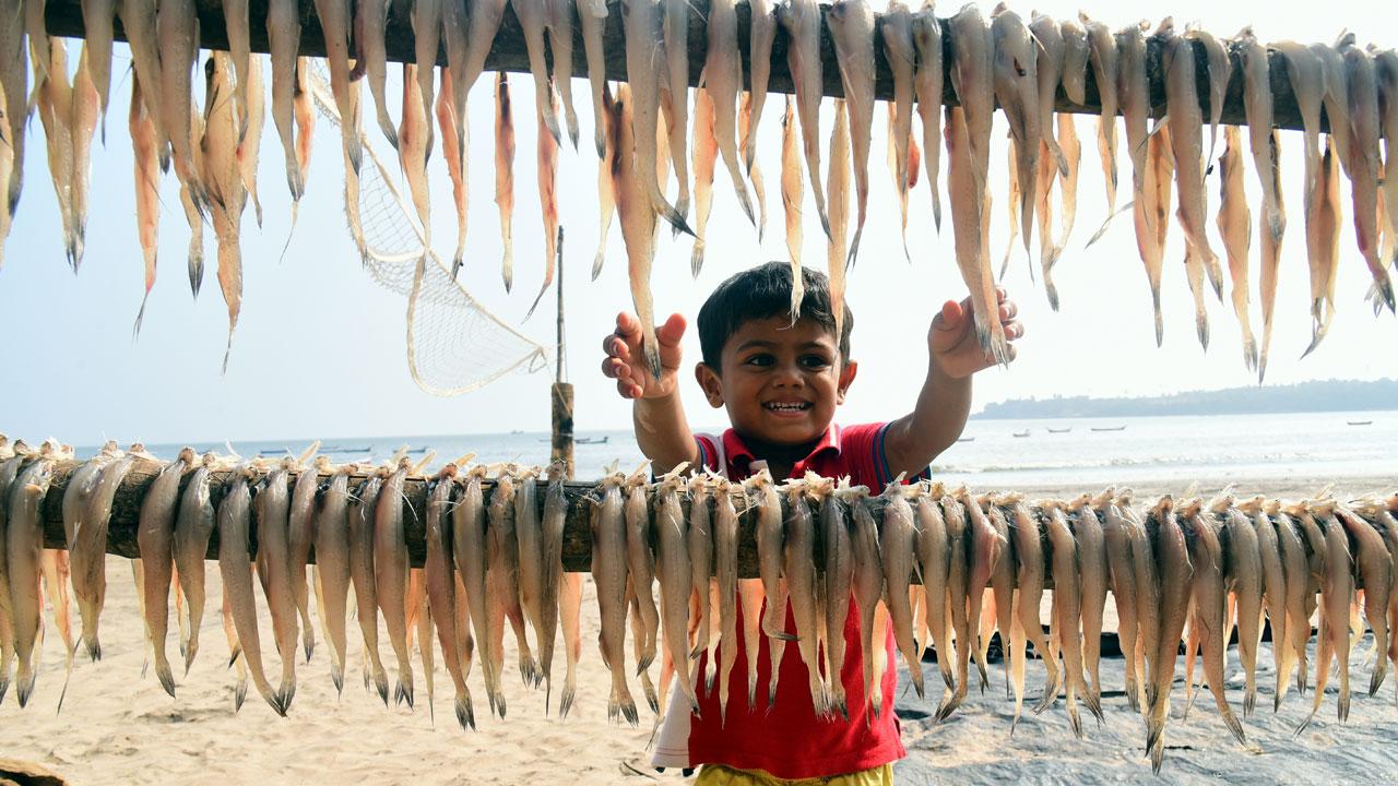 A child enjoys hanging the day's catch of Bombay Duck on bamboo racks at Versova beach in Mumbai amid the lockdown-like restrictions in Maharashtra. Photo: Shadab Khan