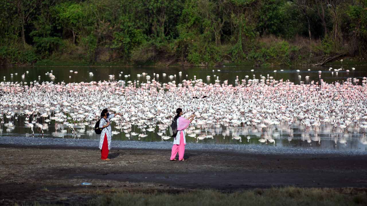 Visitors watch thousands of flamingos at the wetlands behind Delhi Public School in Nerul, Navi Mumbai. Pic: Sameer Markande