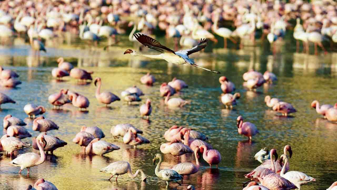 'Don’t disturb flamingoes at Navi Mumbai wetlands': Officials warn of action