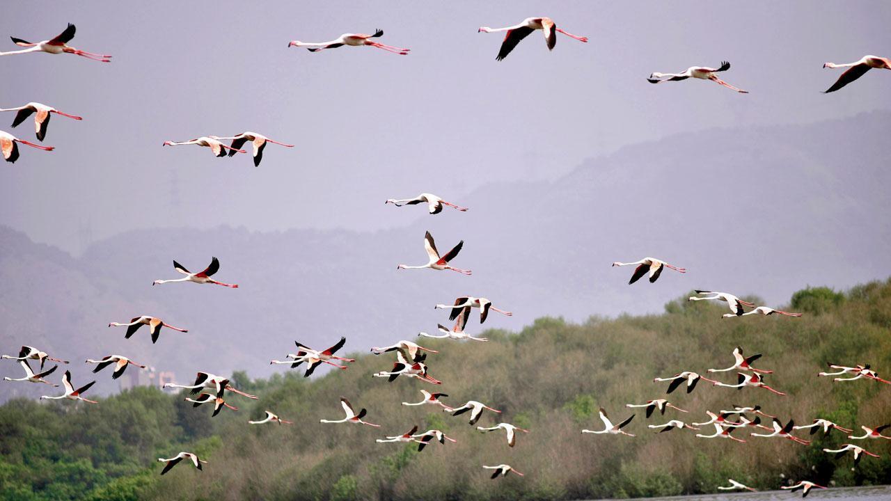 Attempts being made to drive away flamingos: Navi Mumbai Green activist