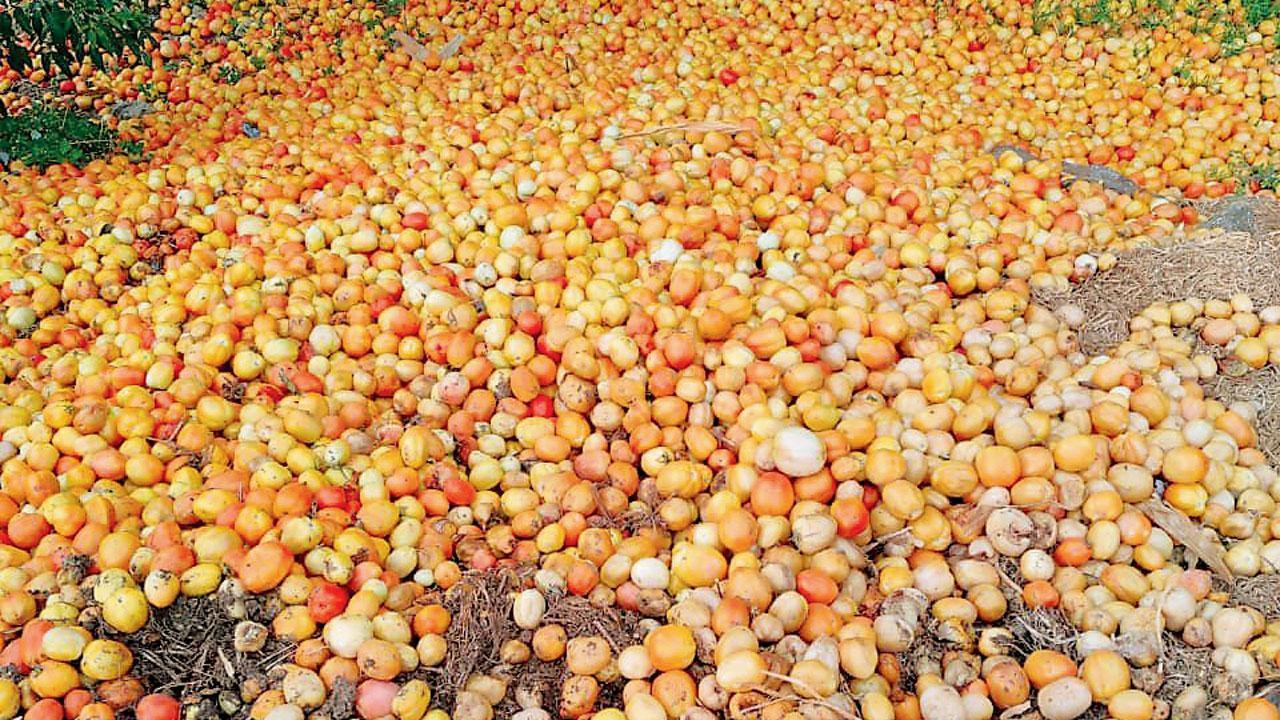 Tomato virus strikes again in Maharashtra
