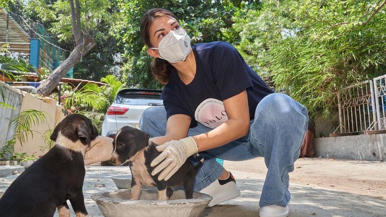 Jacqueline Fernandez visits and helps stray animals through her foundation