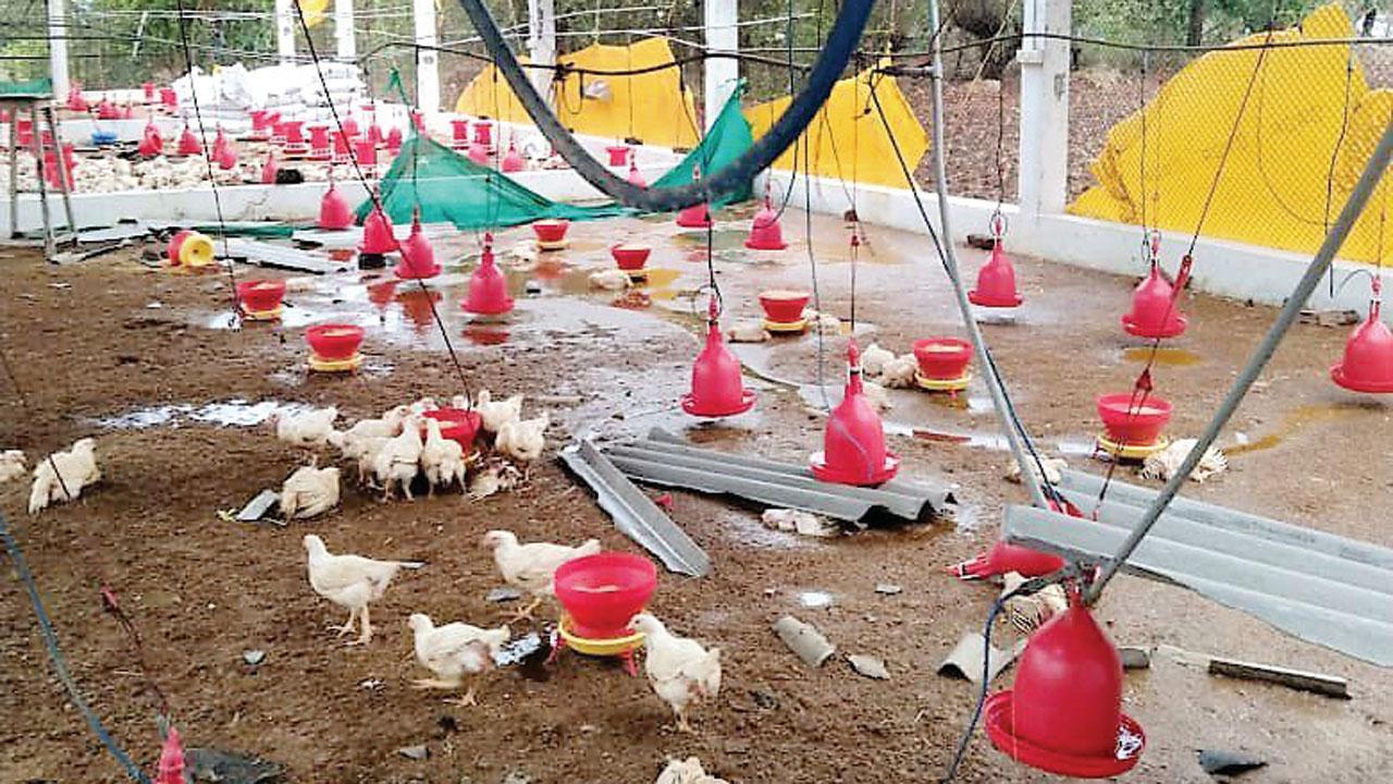 Cyclone Tauktae deals fourth blow to Raigad poultry farmers in a year