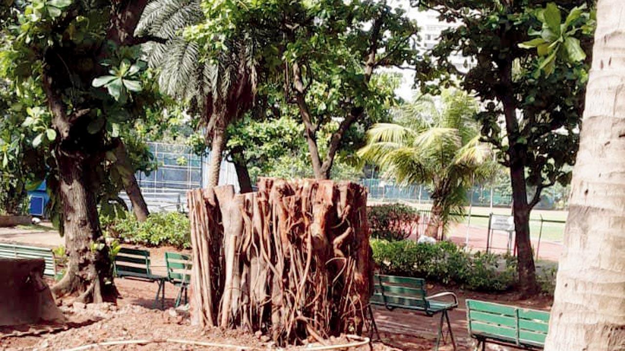 Mumbai residents root for banyan tree uprooted during Cyclone Tauktae