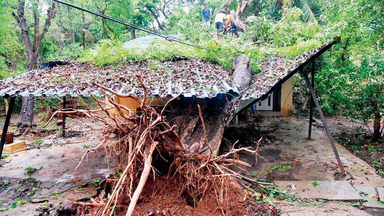 Cyclone Tauktae: More than 100 trees fall in Sanjay Gandhi National Park, over 50 in Aarey colony