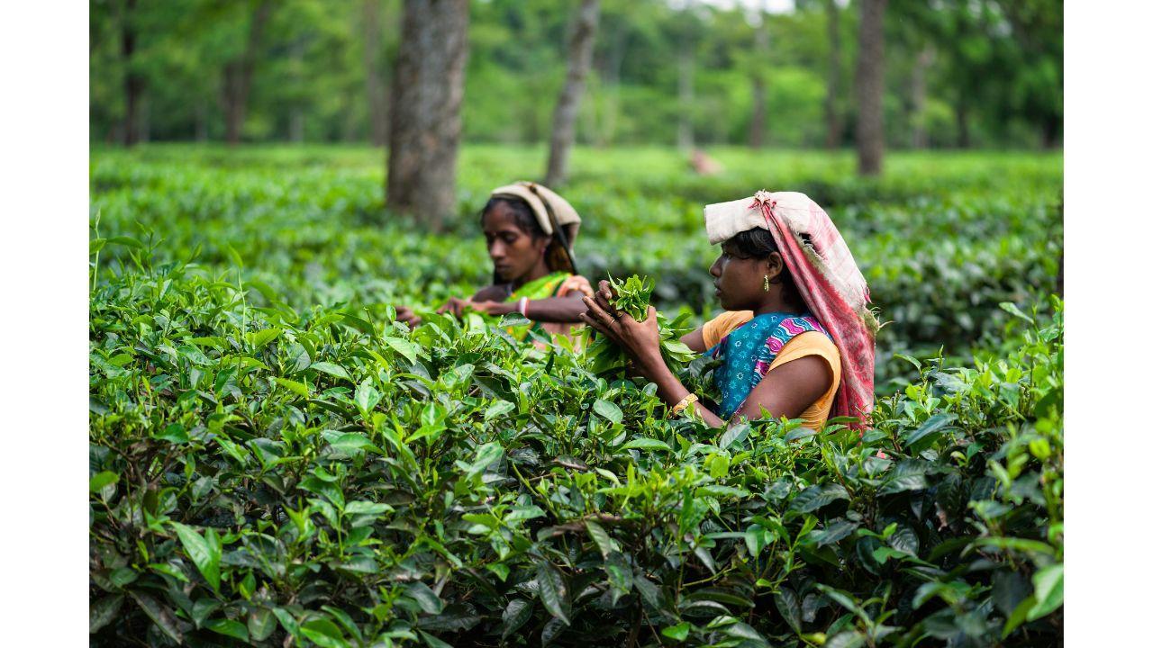 Climate impacts to be faced by India and other tea producing nations: report
