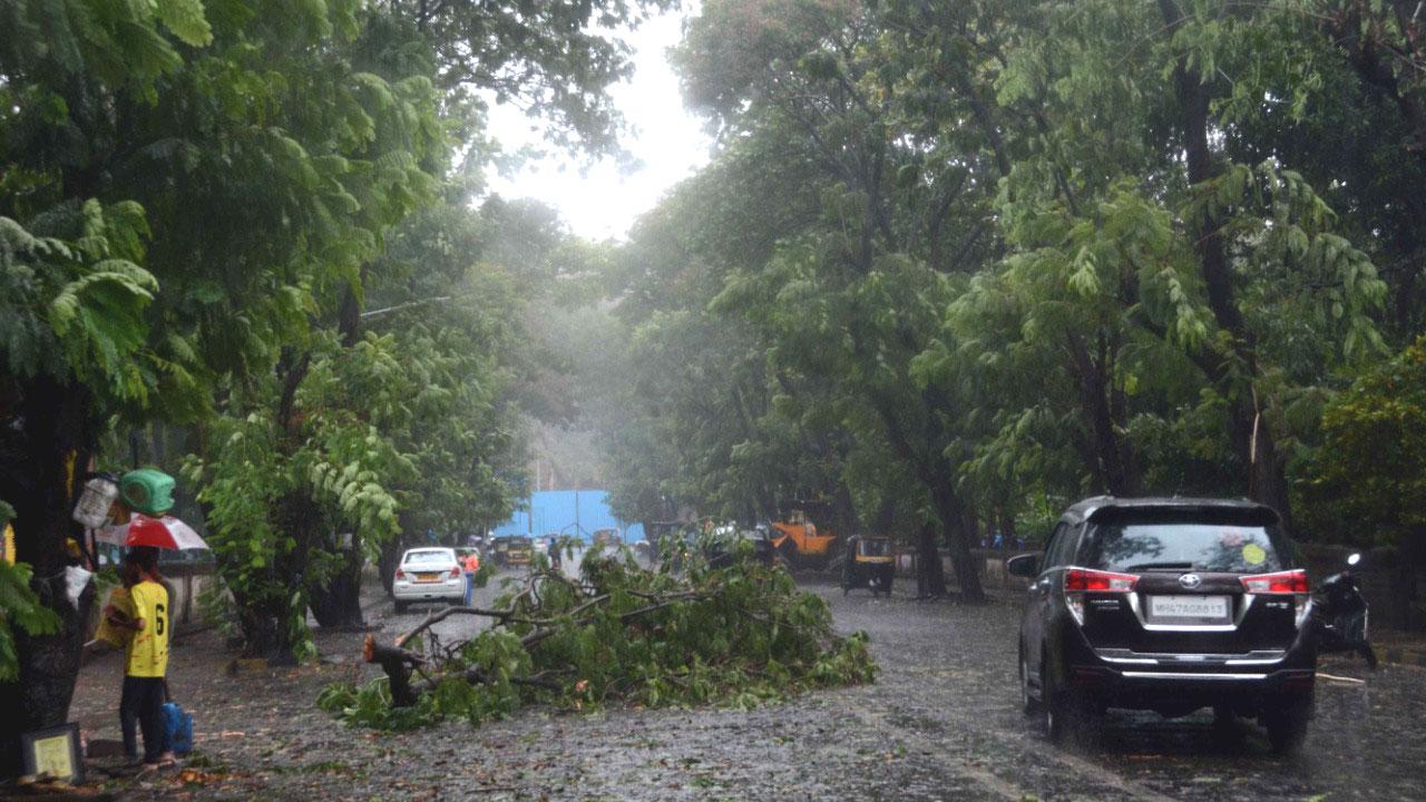In picture: A tree crashed on a busy road in Kandivli leading to slow vehicular movement. Normalcy was restored after civic body workers removed the tree.
Pic: Satej Shinde